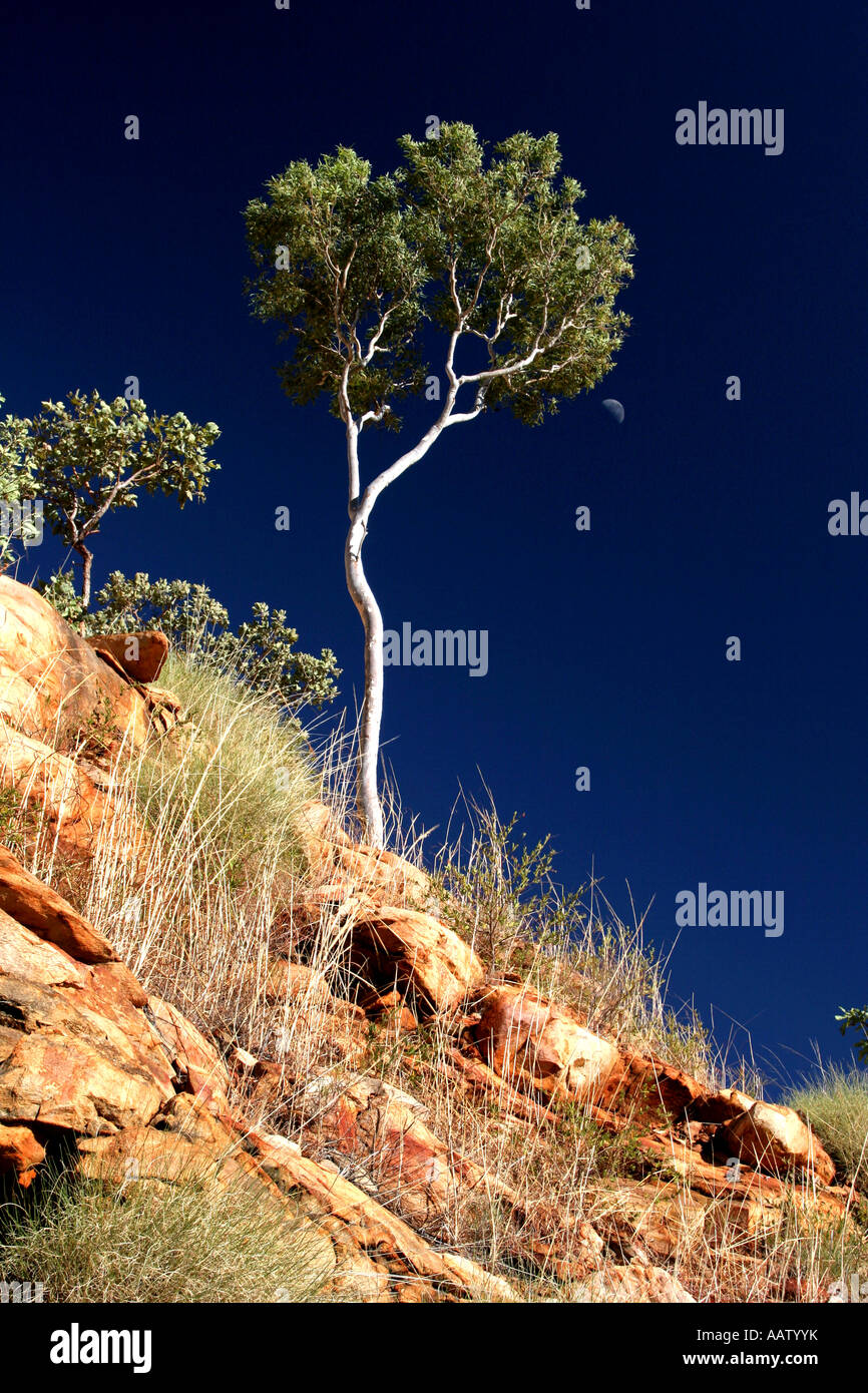 Rote Felsen gum Tree und Mond Gibb River Road Kimberley Region Western Australia Stockfoto
