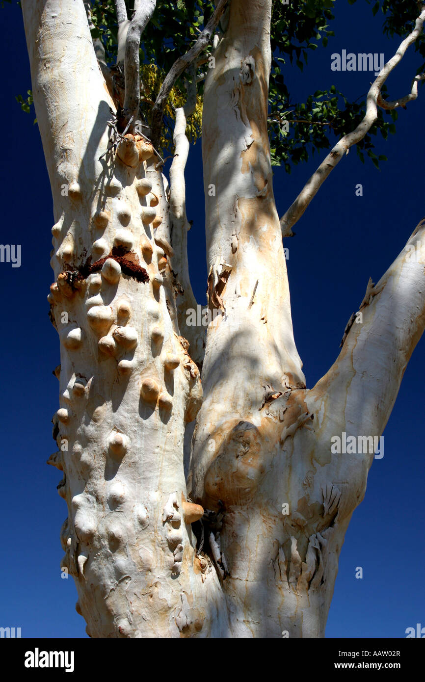 Blasen Gum Tree auf der Fahrt nach Dillie Schlucht Charnley River Station Beverley Federn Gibb River Road Western Australia Stockfoto