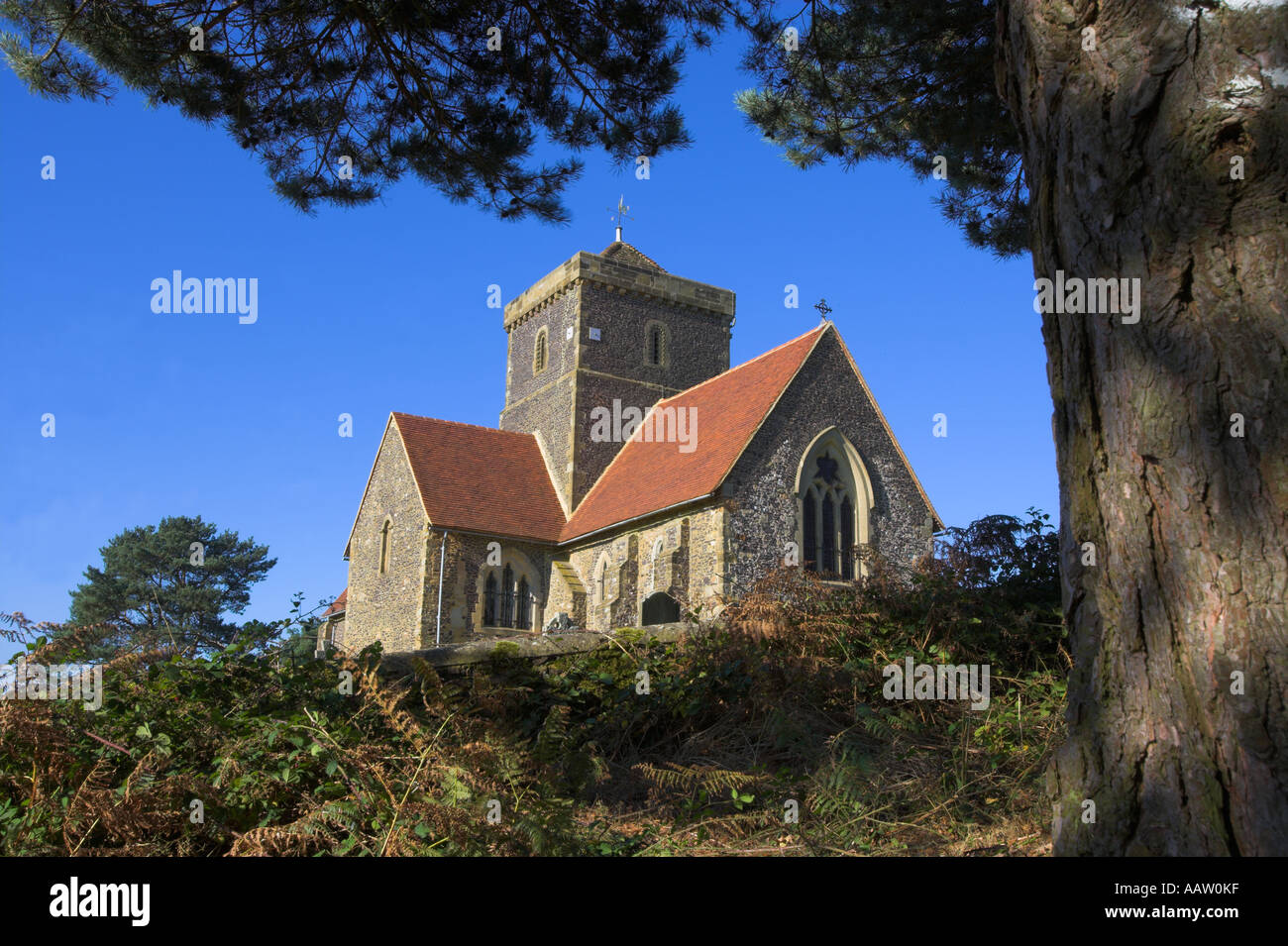 St. Martha-Kirche, umrahmt von einer Schotten-Kiefer Stockfoto