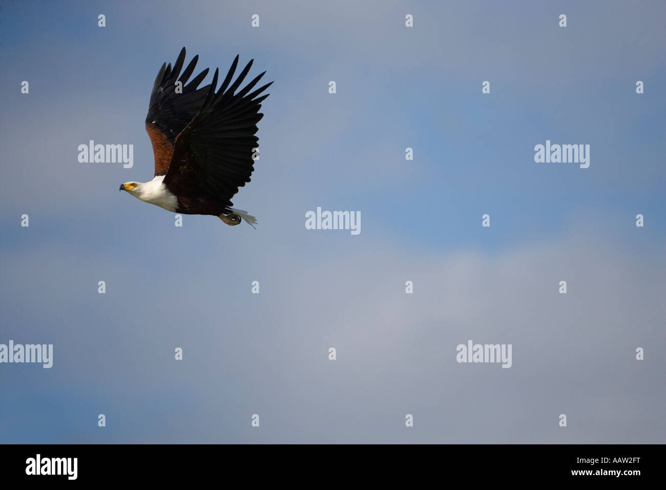 Afrikanischer Fisch Adler Haliaeetus Vocifer fliegenden Krüger Nationalpark in Südafrika Stockfoto