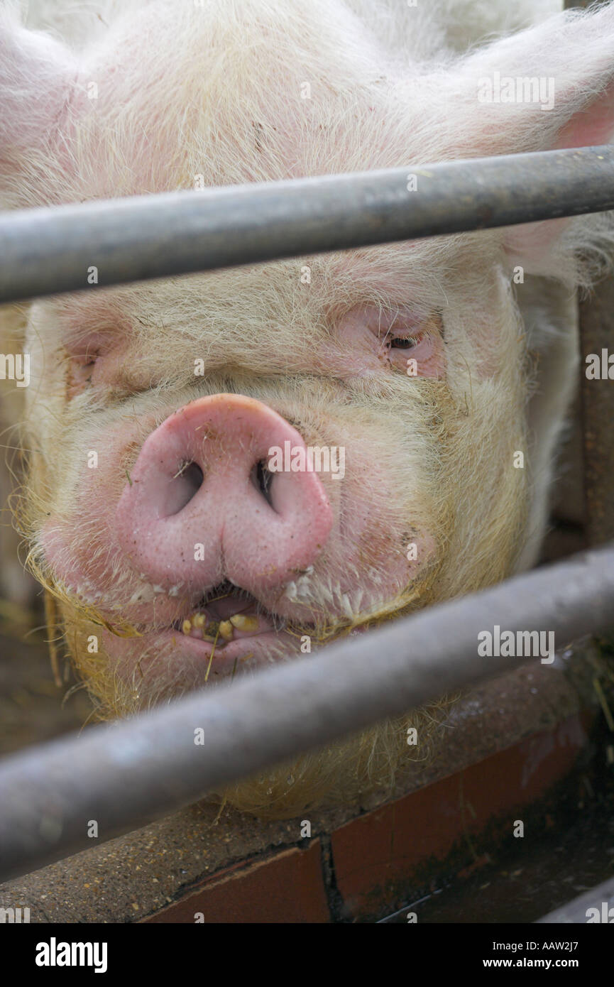 Porträt einer [hässlich Schwein] an "Burpham Court Farm" Stockfoto