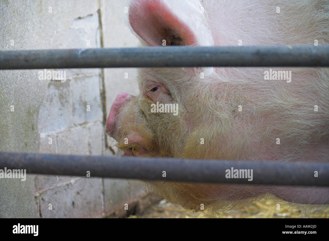 [Seite Porträt] von einem 'Mittleren weiß' Schwein [hinter Gittern] in [Pig Sty] Stockfoto