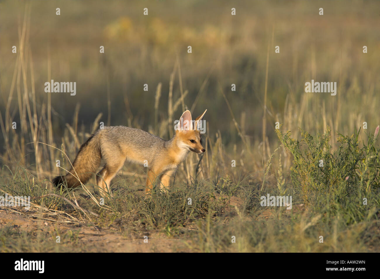 Silber oder Cape Fuchs Vulpes Chama Kgalagadi Transfrontier Park Northern Cape in Südafrika Stockfoto