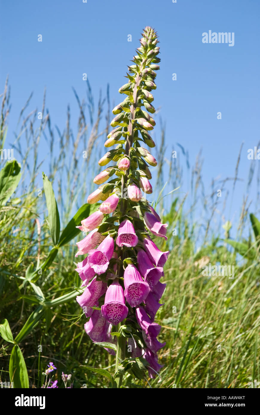 Fingerhut Digitalis Purpurea in Yorkshire UK Stockfoto