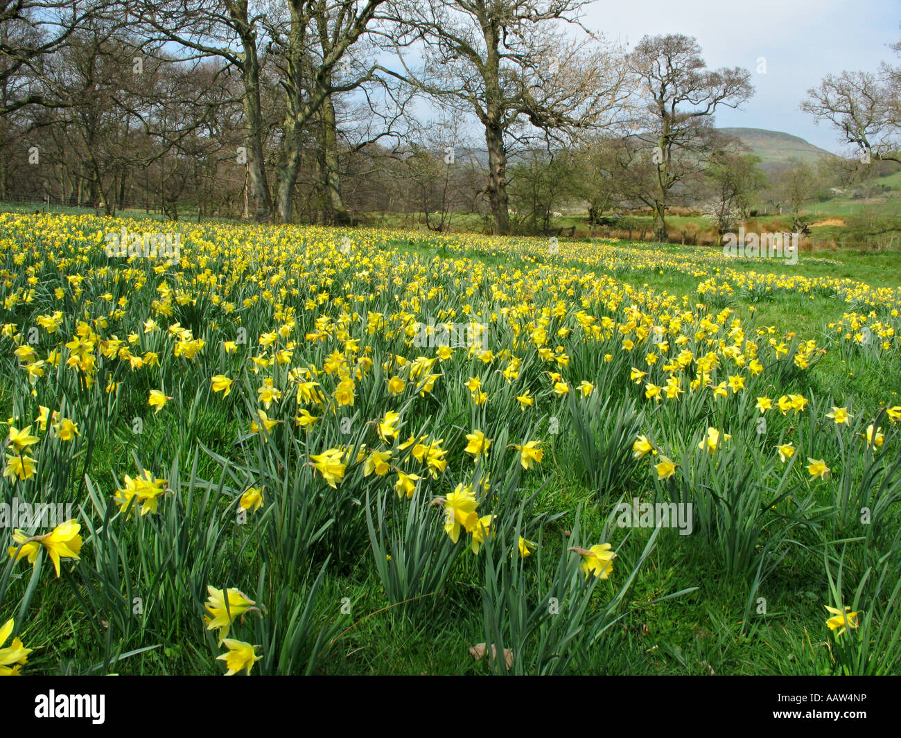 Wilde Narzissen in Farndale in North York Moors National Park Yorkshire UK Stockfoto