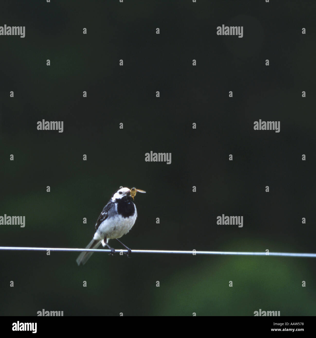 Trauerschnäpper Bachstelze Motacilla Alba mit hoverfly Stockfoto