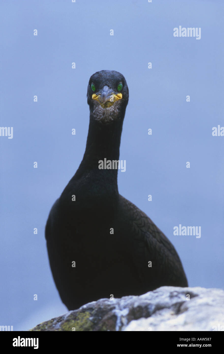 Shag Phalacrocorax aristotelis Stockfoto