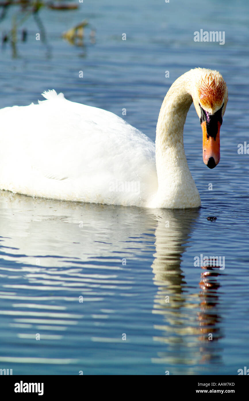 eine einzelne Schwan allein auf die Stodmarsh Art reservieren kent Stockfoto