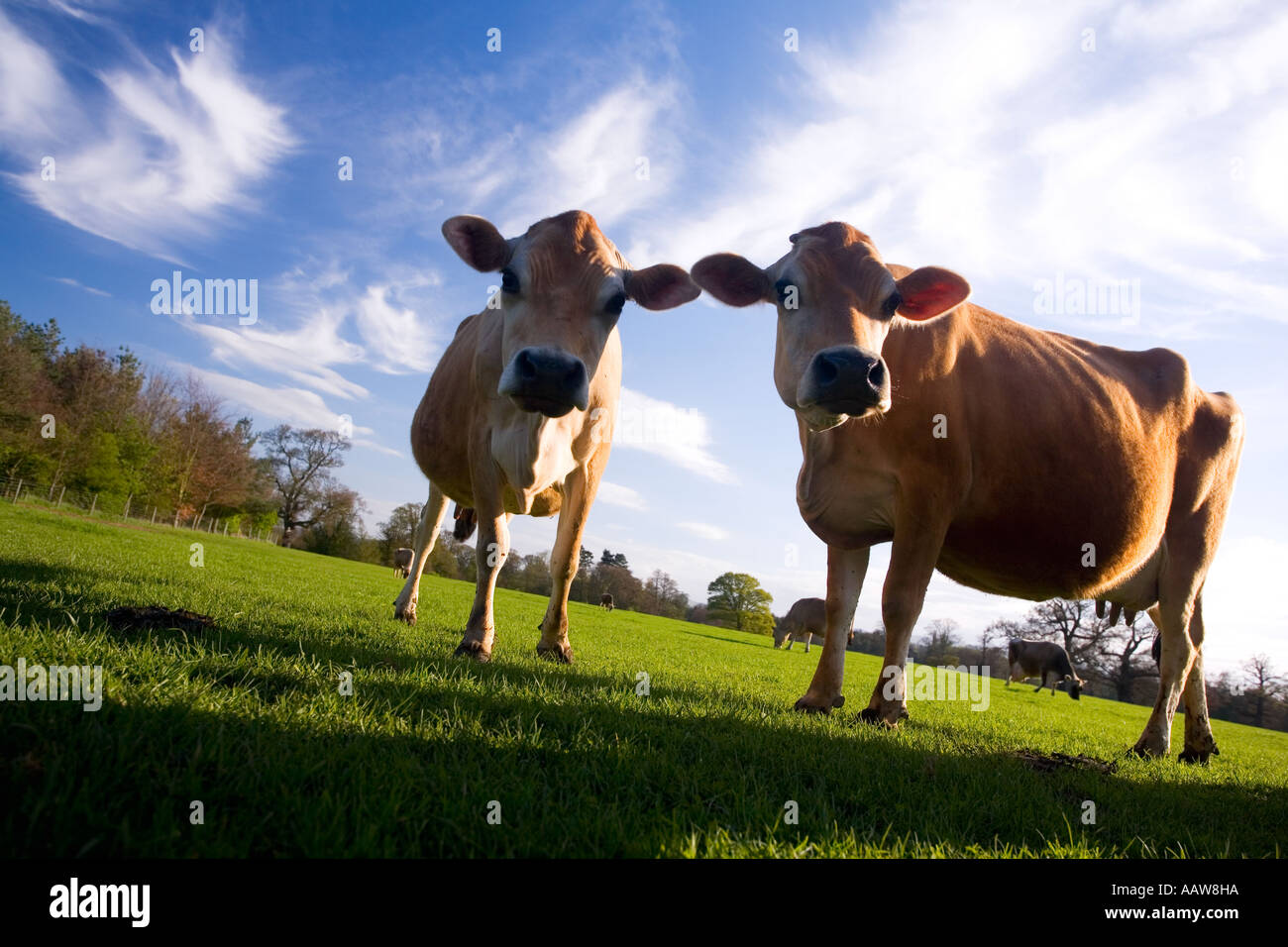 2 Jersey Kühe auf englischen Wiese an Frühlingstag mit blauen Himmel England UK GB Stockfoto