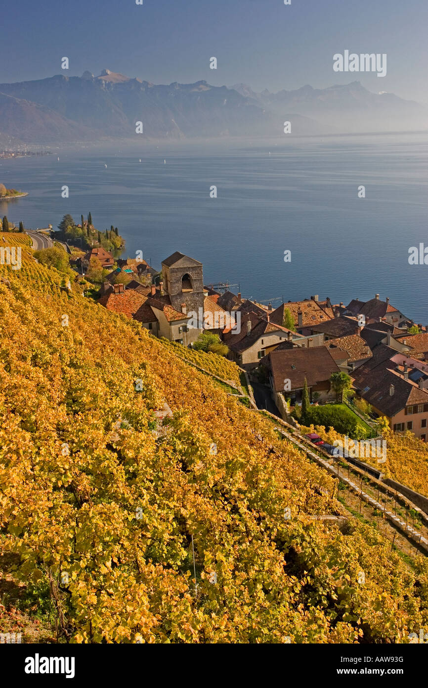 Das Dorf St. Saphorin im Lavaux-Gebiet, Schweiz Stockfoto