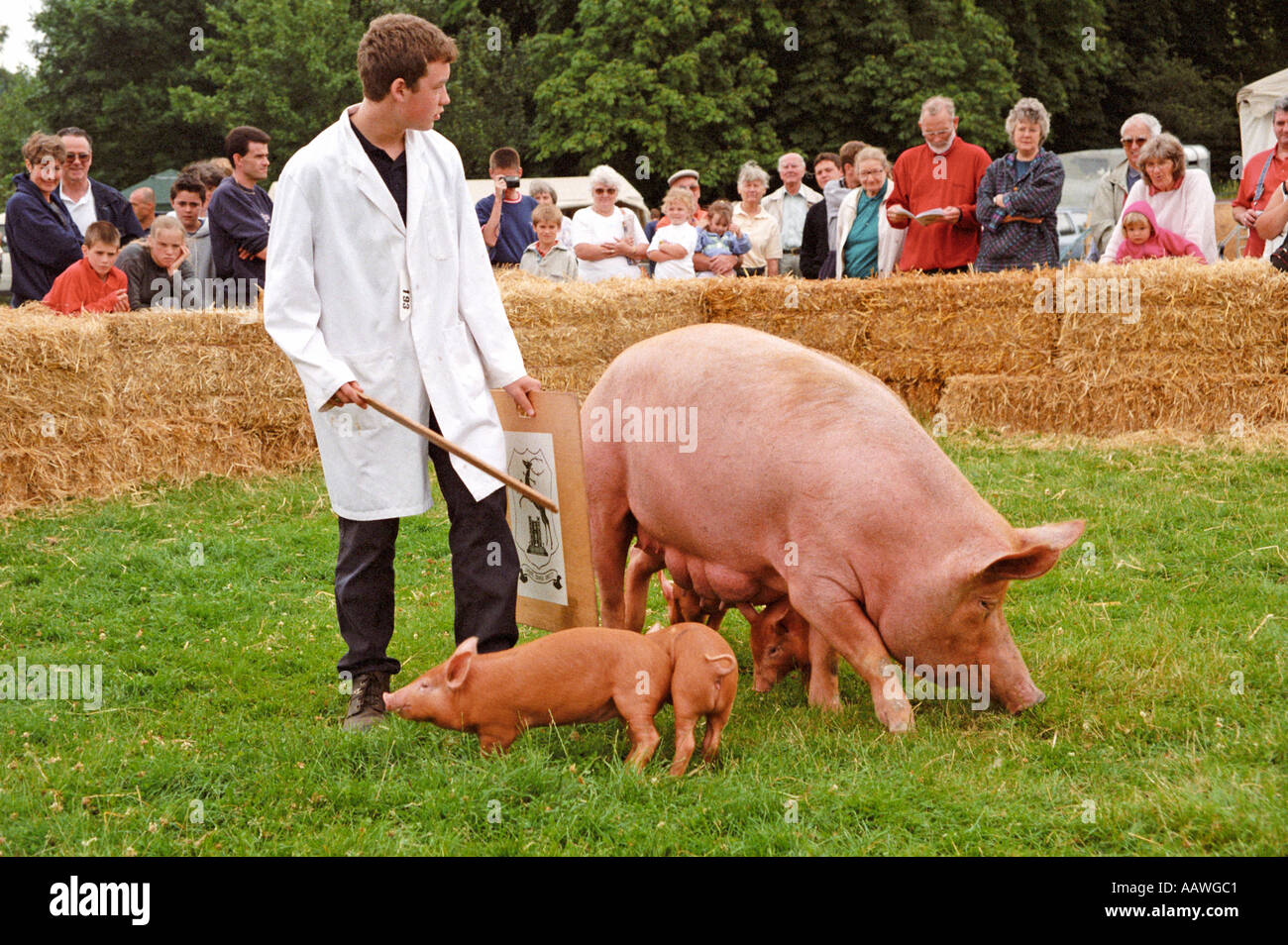 Mutter Schwein und Ferkel auf der Jahrmarkt Stockfoto