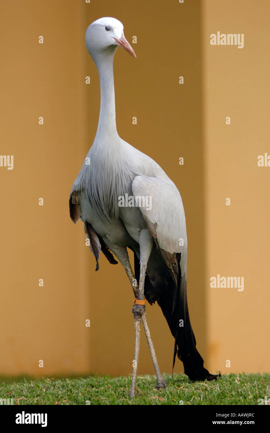 Blue Crane (Anthropoides Paradisea) im Sun City Resort in Nordwest-Provinz Südafrikas. Stockfoto