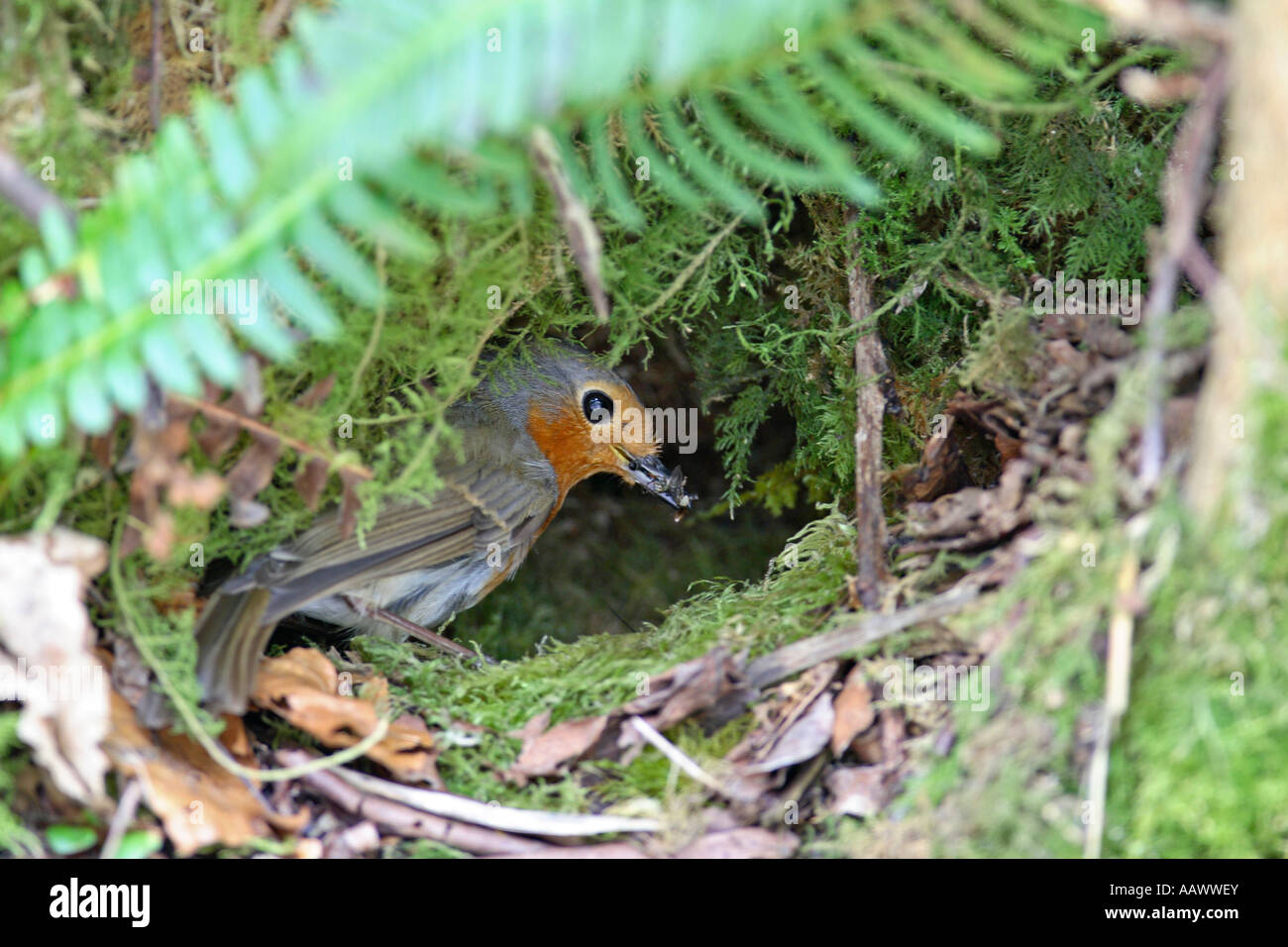 ROBIN ERITHACUS RUBECULA AM NEST FÜTTERUNG KLEINER JUNGE Stockfoto