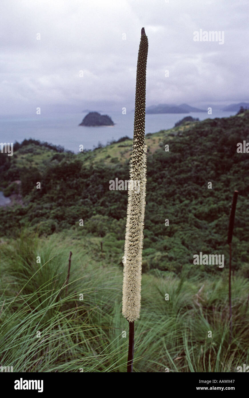 South Molle Island Grasbaum Xanthorrhoea Australis Whitsunday Islands-Queensland-Australien Stockfoto