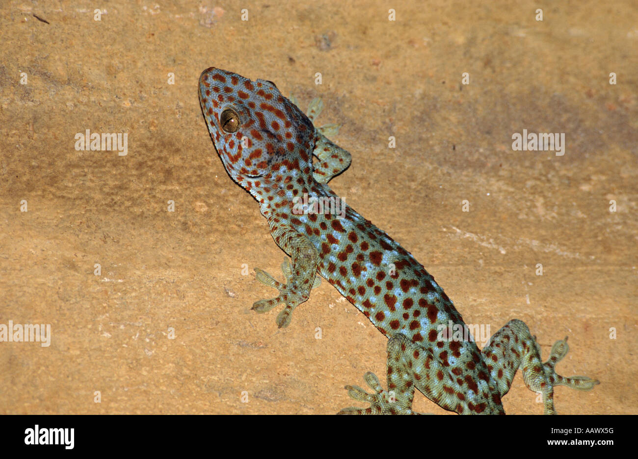 Tokay Gecko, Vietnam Stockfoto