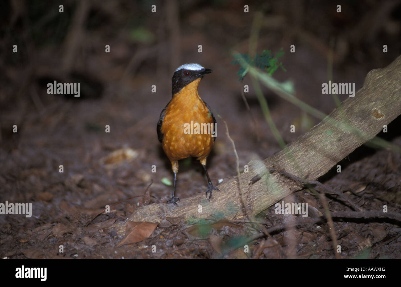 White-crowned Robin Chat, Cossypha Albicapilla, Banjul, Gambia Stockfoto