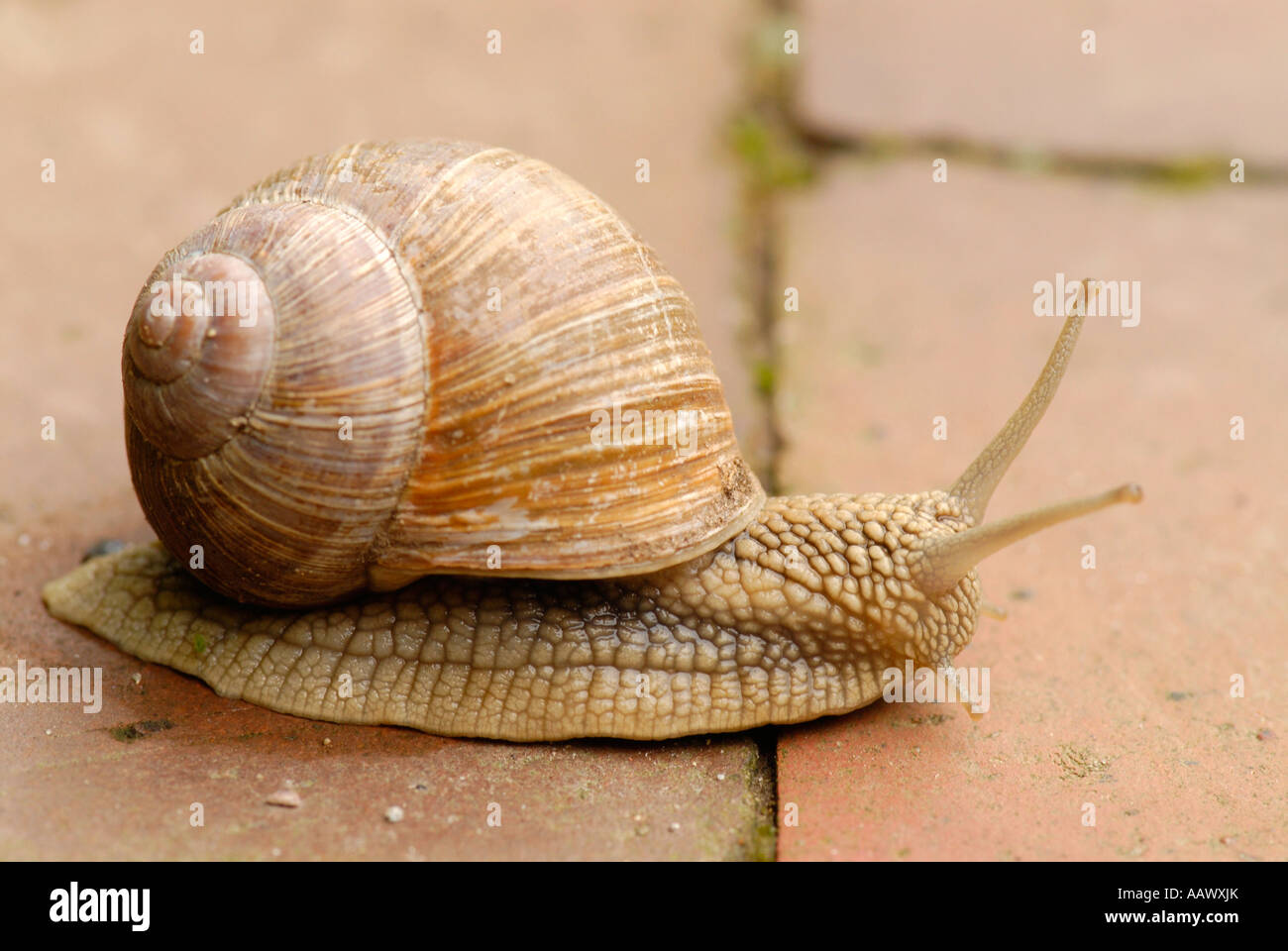 Burgund-Schnecke (Helix Pomatia) Stockfoto