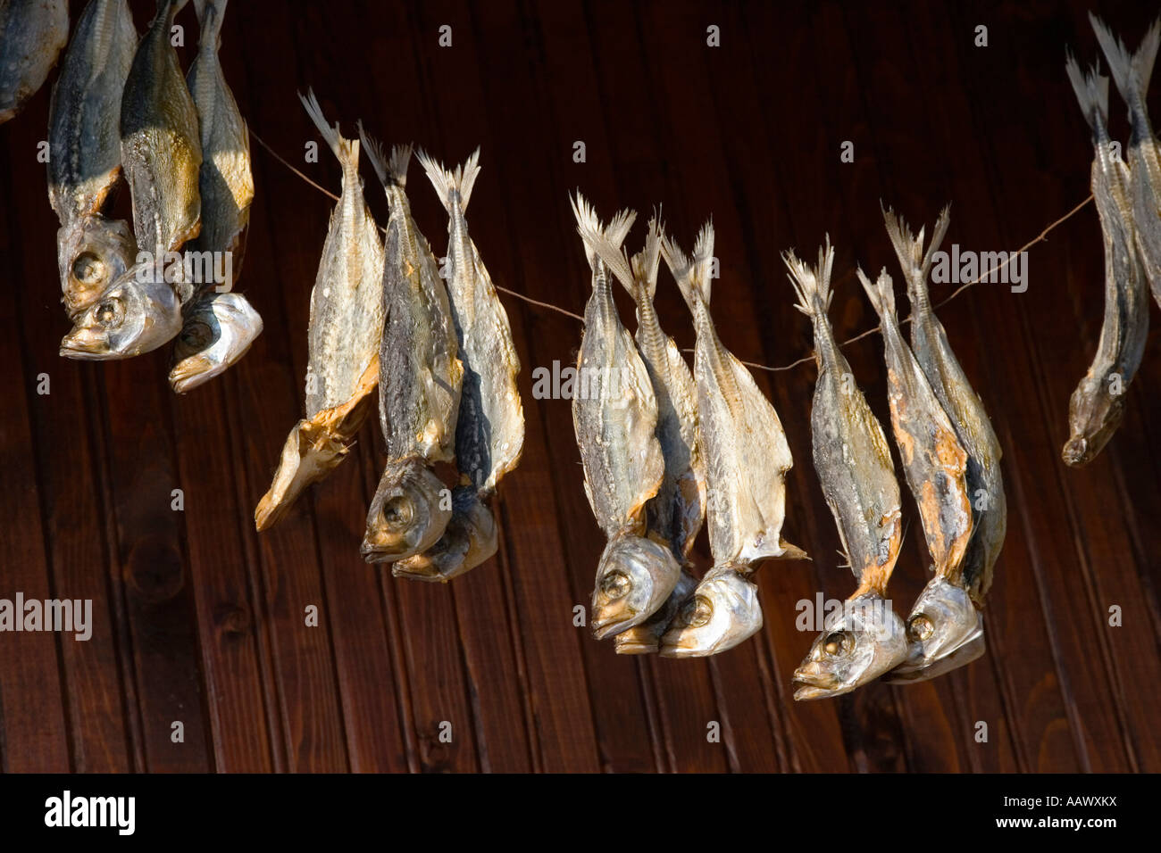 Getrocknete Fische, Museum der Stadt Nessebar, Schwarzes Meer, Bulgarien Stockfoto