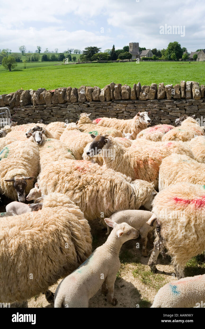 Aus der Feder Schafe warten auf medikamentöse Behandlung in der Cotswold Dorf Guiting Power, Gloucestershire Stockfoto