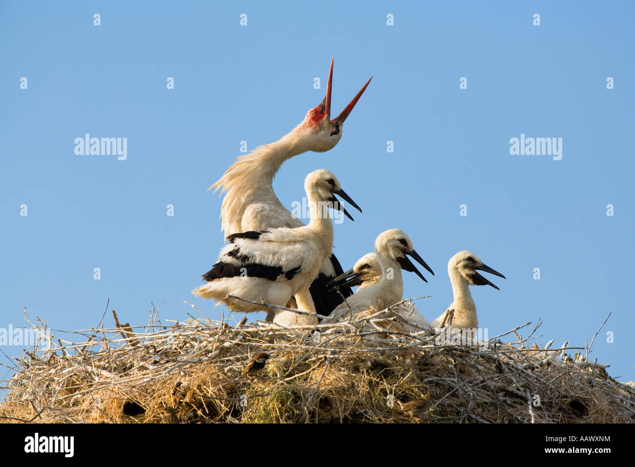 Weißstorch mit Küken im Nest, Ciconia Ciconia, Bulgarien Stockfoto