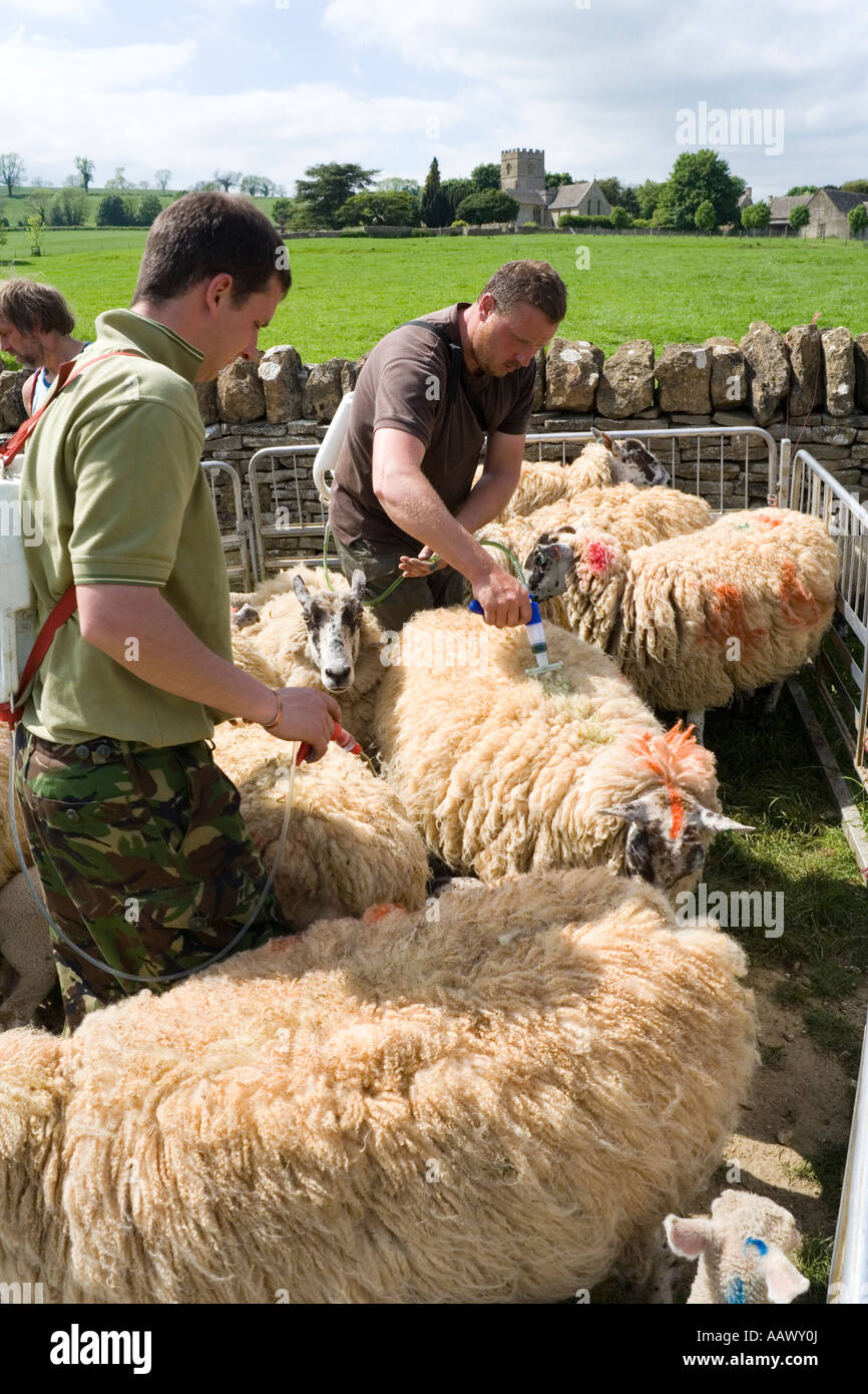 Medikamentöse Behandlung Schafe in die Cotswold Dorf Guiting Power, Gloucestershire Stockfoto