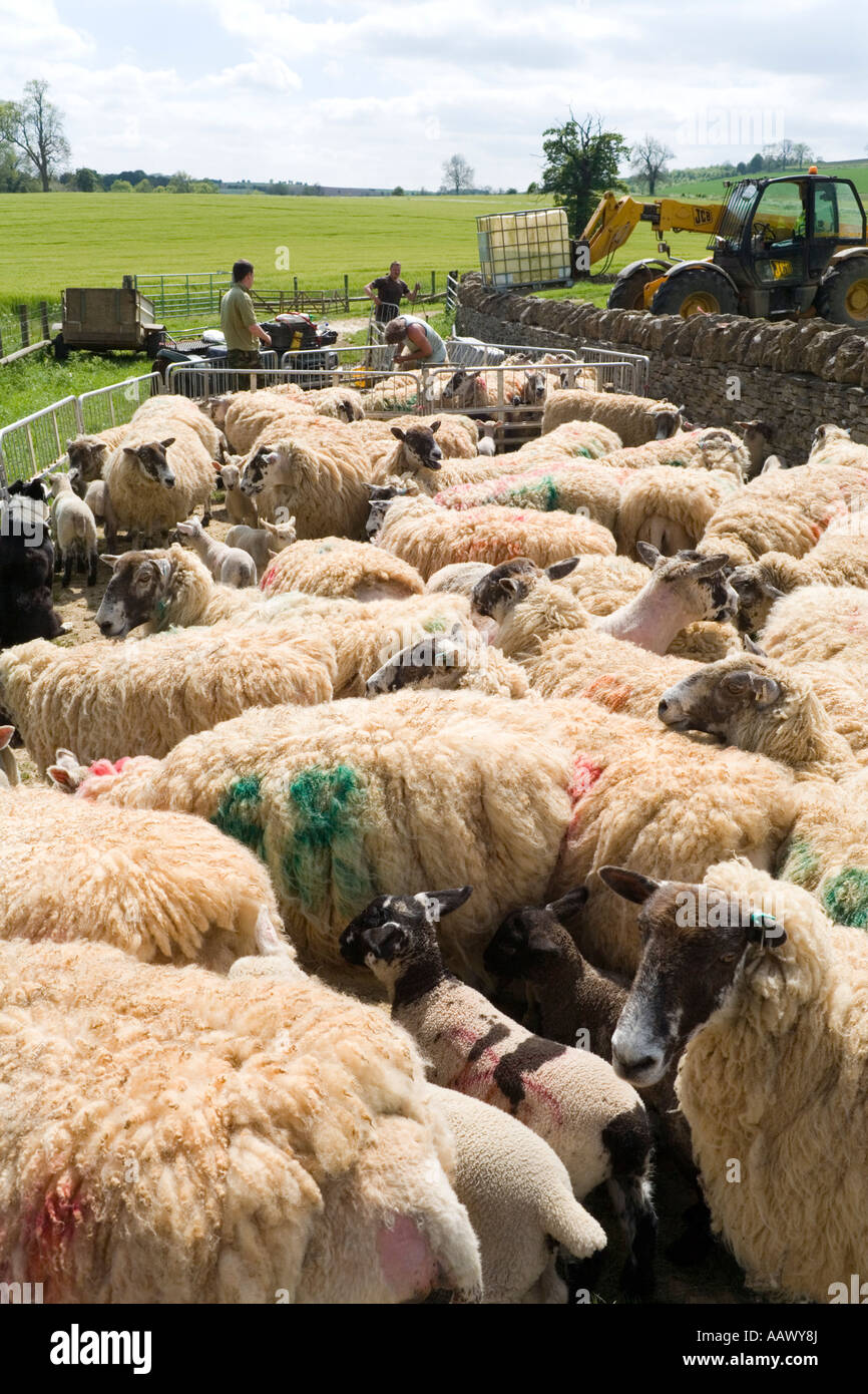 Medikamentöse Behandlung Schafe in die Cotswold Dorf Guiting Power, Gloucestershire Stockfoto