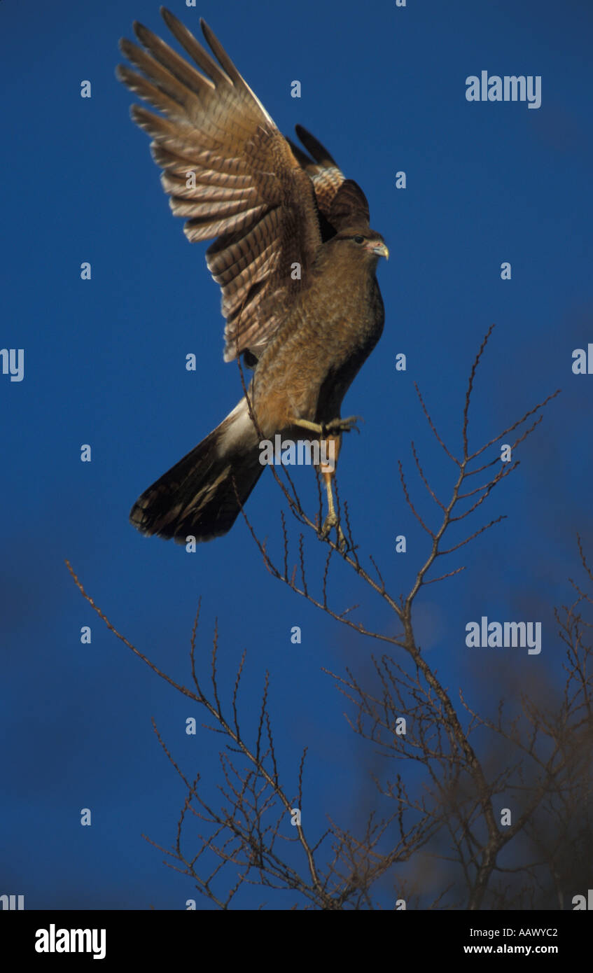 BI farbige Hawk Landung Stockfoto