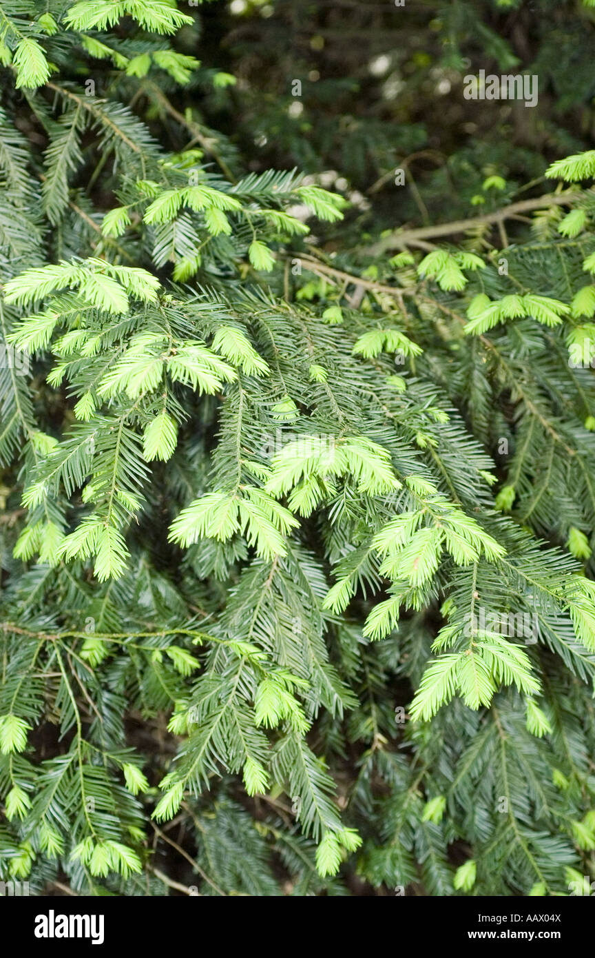 fargesia scabrida asian wonder Fargesia scabrida Asian Wonder