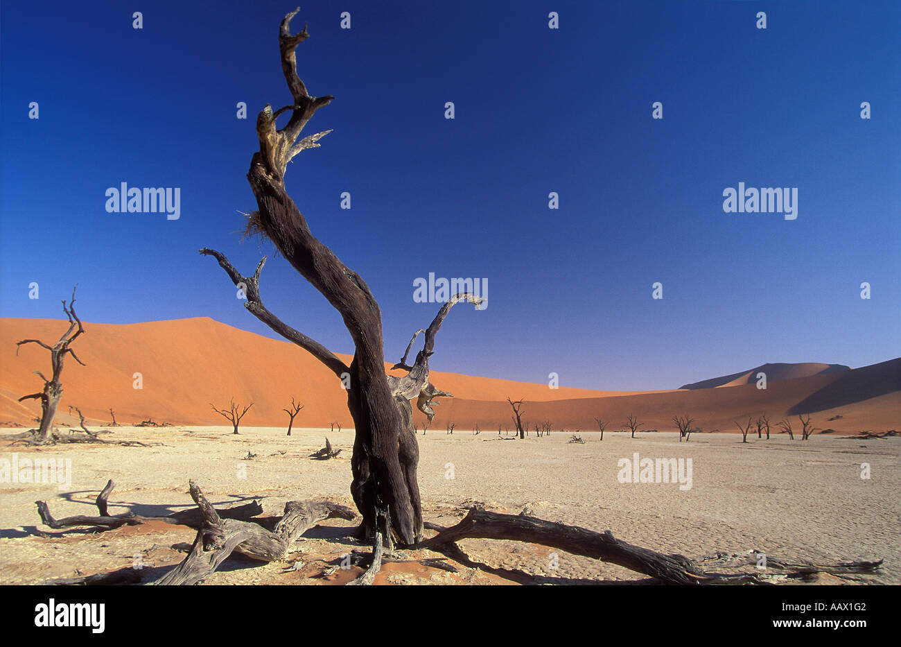 versteinerte Bäume im Deadvlei nr Sosusvlei Namib Wüste Namibia Stockfoto