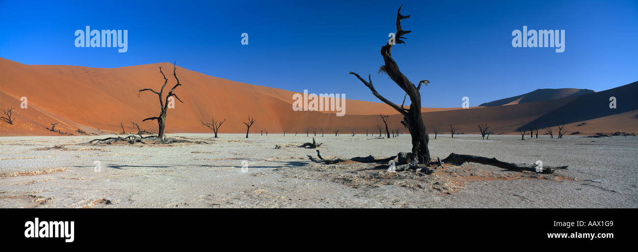 versteinerte Bäume im Deadvlei nr Sosusvlei Namib Wüste Namibia Stockfoto