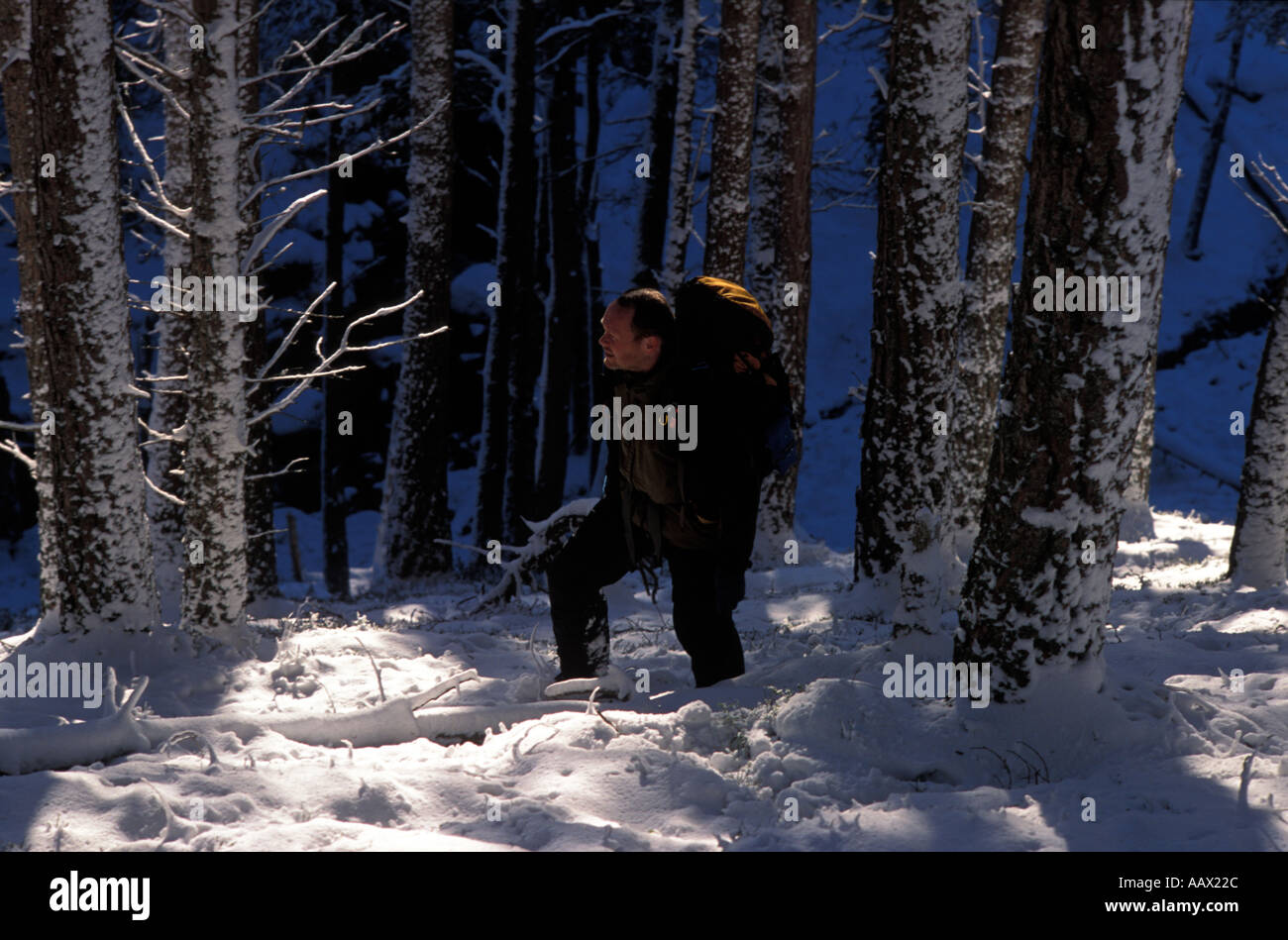 Wandern in der Nähe von Loch Alvie Aviemore Stockfoto