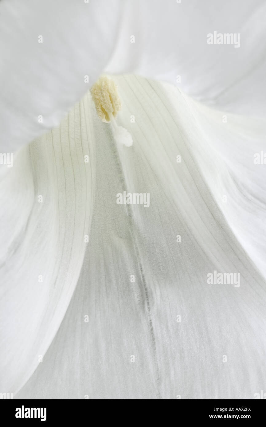 Hecke Ackerwinde. Calystegia Sepium Nahaufnahme Schuss von Blume Stockfoto