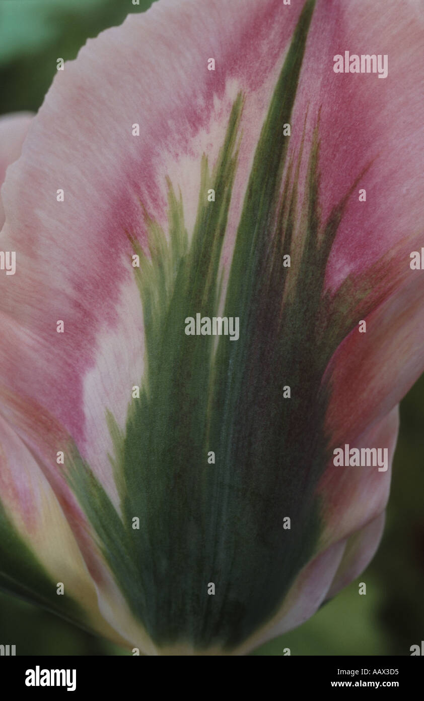 Tulipa 'China Town' AGM Division 8 acht Viridiflora Gruppe Tulpe. Stockfoto