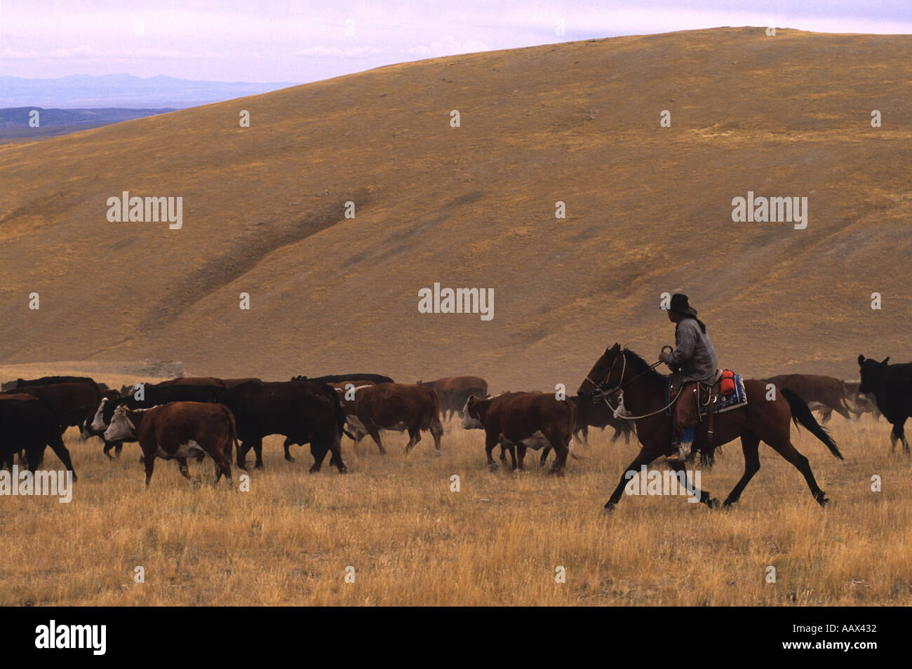 Arapahoe Ranch Native American Cowboy bewegt sich Vieh an einem trockenen grasigen Hang Stockfoto