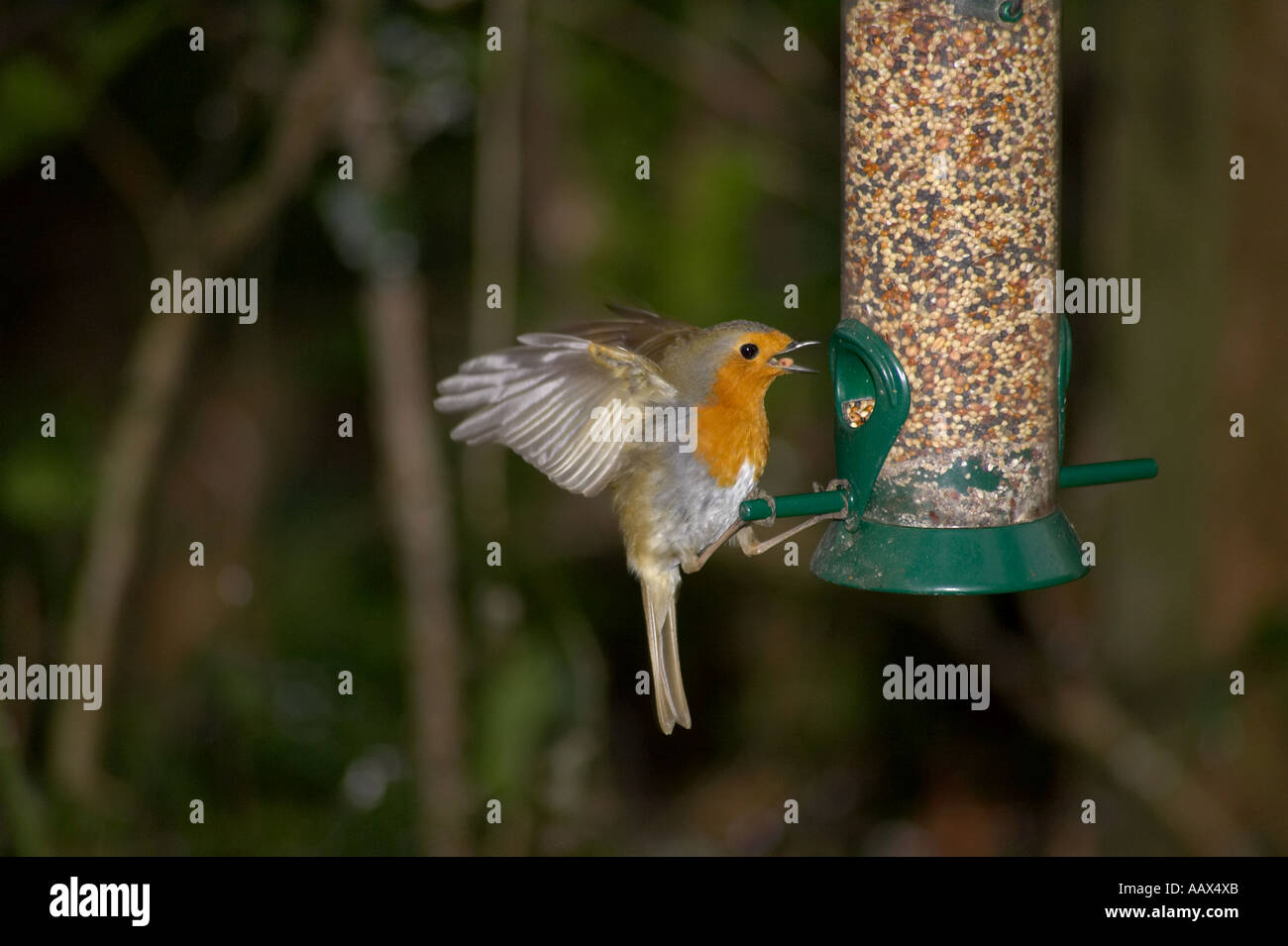 Eine einzelne Robin Redbreast (Erithacus rubecula Ausgestreckten unter Saatgut aus dem Garten Bird Feeder) mit Flügeln Stockfoto