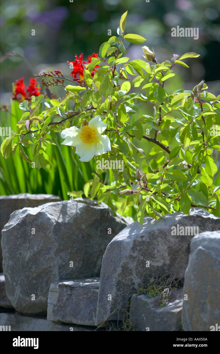 Trockenen Stein Trockensteinmauer begrenzenden Rand des Gartens mit Spalier und Königskerzen mit Rosen Stockfoto