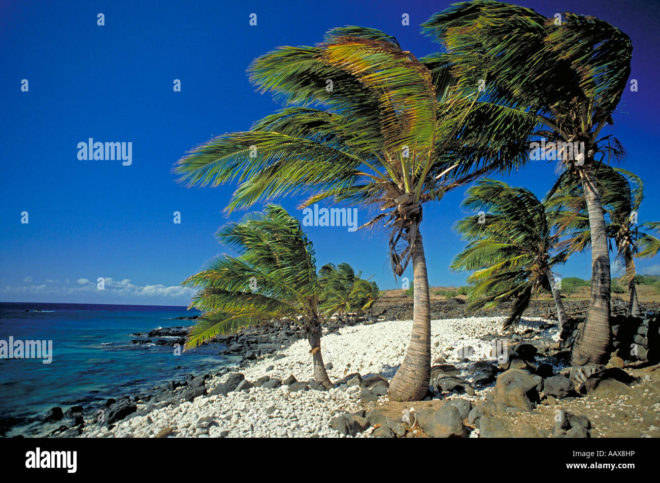 Elk214 2909 Hawaii Hawaii Kona Küste Palmen im Wind wehen Stockfoto