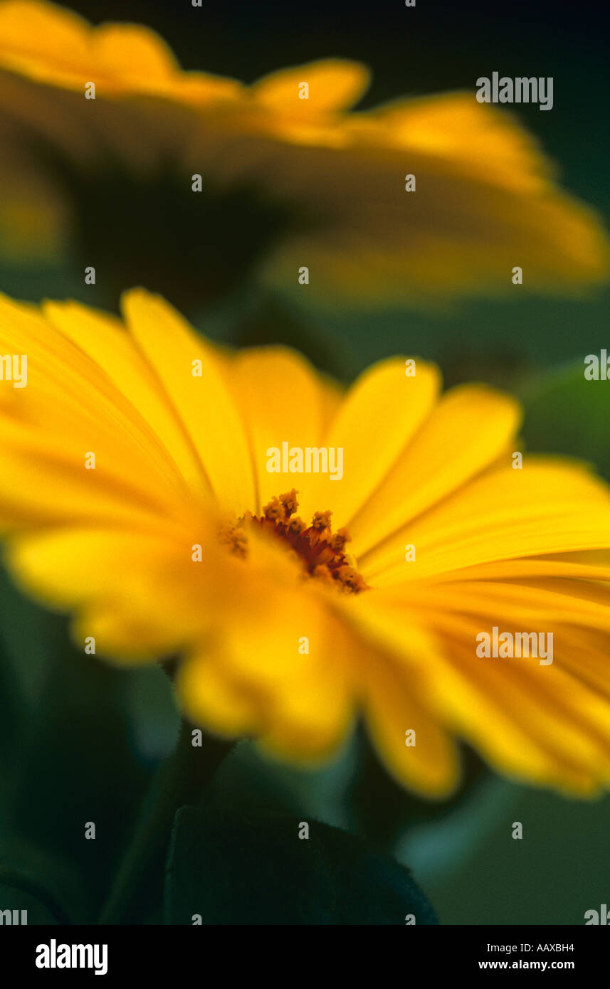 Ringelblume "Calypso gelb" Stockfoto
