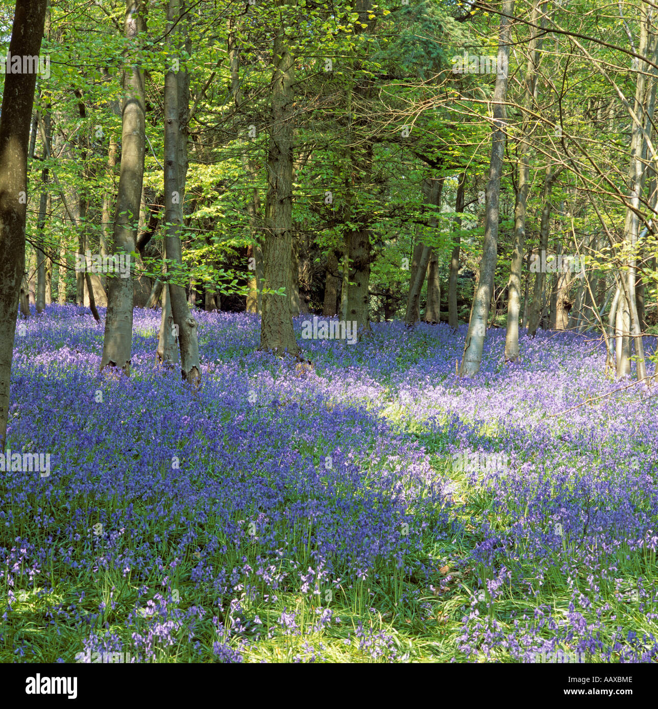 Bluebell Woods Surrey U.K. Stockfoto