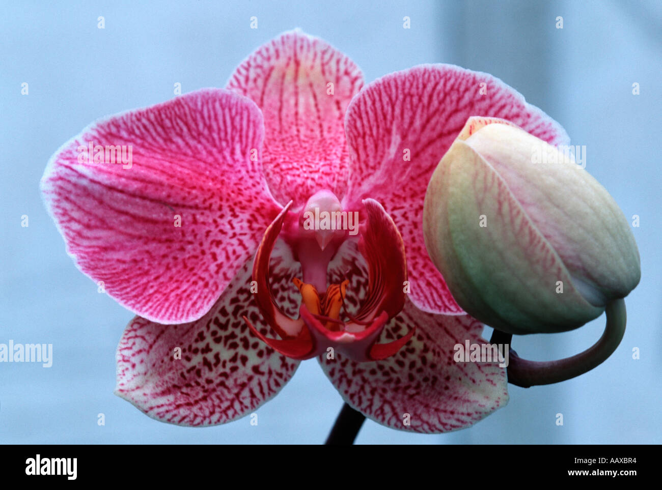 Phalaenopsis, Motte Orchidee Blüte und Knospe Stockfoto