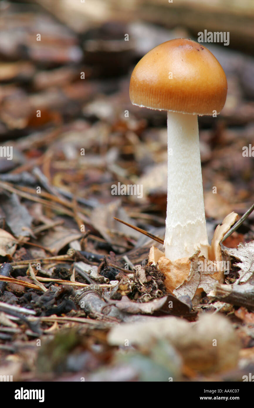 England Staffordshire Kinver Tawny Grisette Pilze Amanita fulva Stockfoto