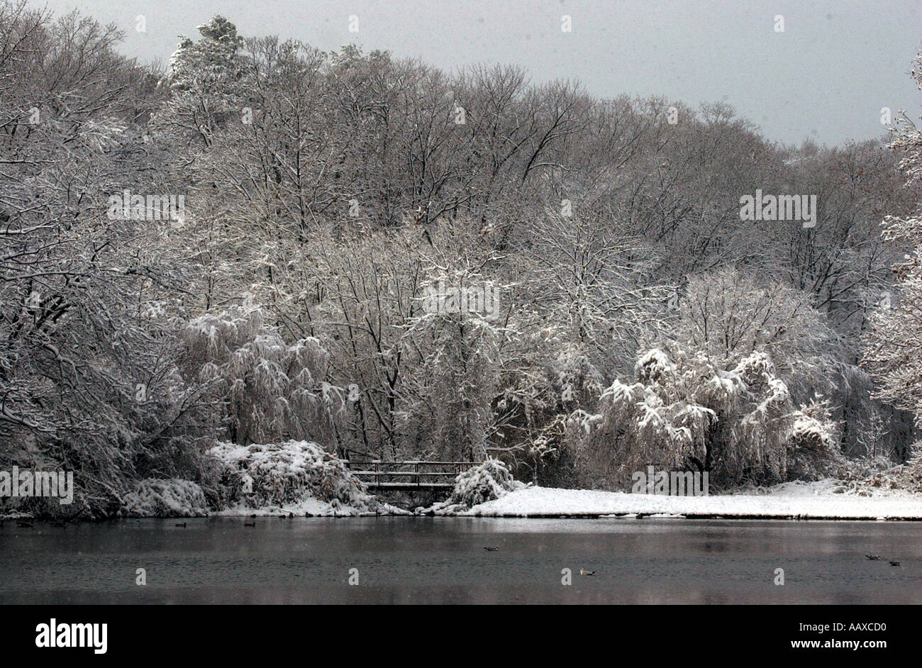 Schneebedeckten Wald und See in Connecticut im winter Stockfoto