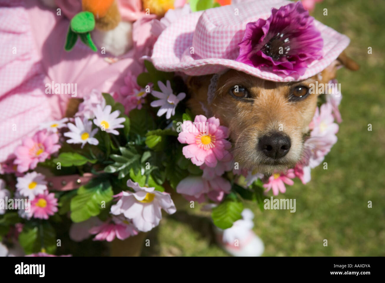 Haute Dog Ostern Parade Belmont Shores California Vereinigte Staaten von Amerika Stockfoto