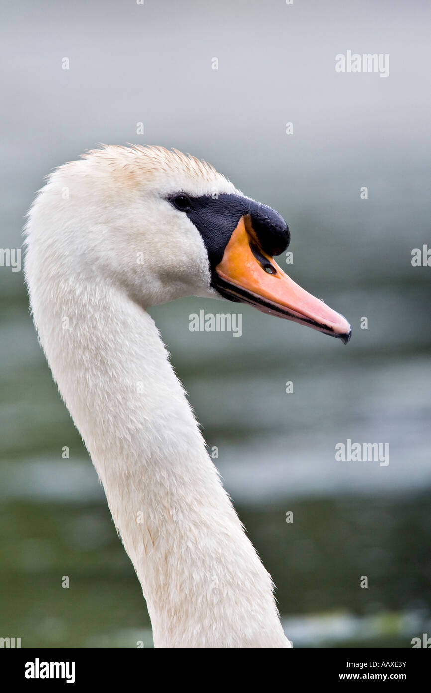 Höckerschwan Cygnus Olor Nahaufnahme von Kopf und Hals mit Fokus Hintergrund Priory Park Bedford Bedfordshire Stockfoto