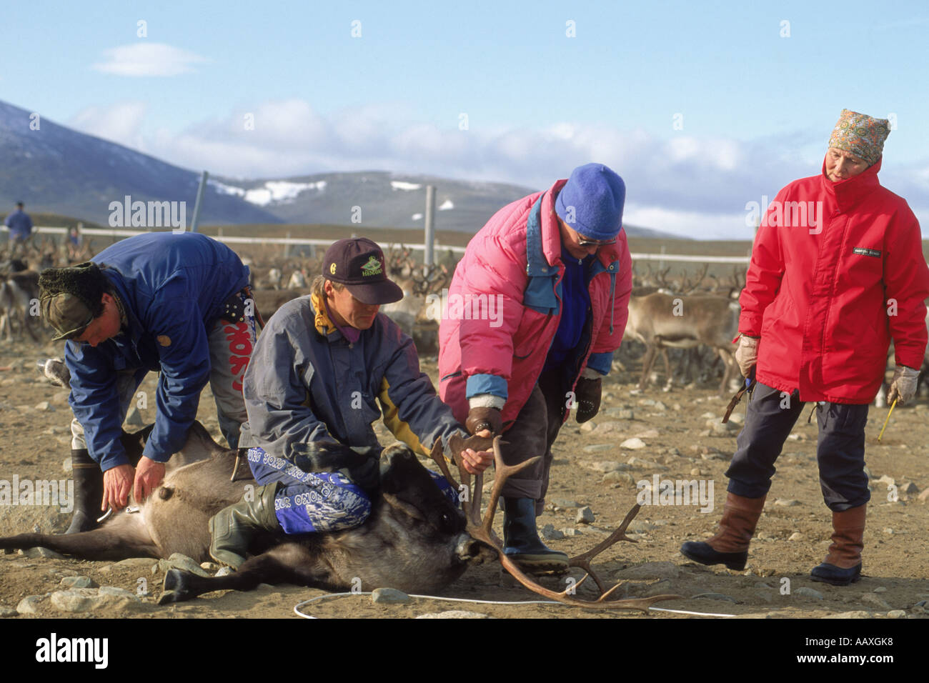 Lappen über dem Polarkreis in Schweden mit Hilfe von Seilen, lasso-Rentiere für Ohr-Markierung und Kastration Stockfoto