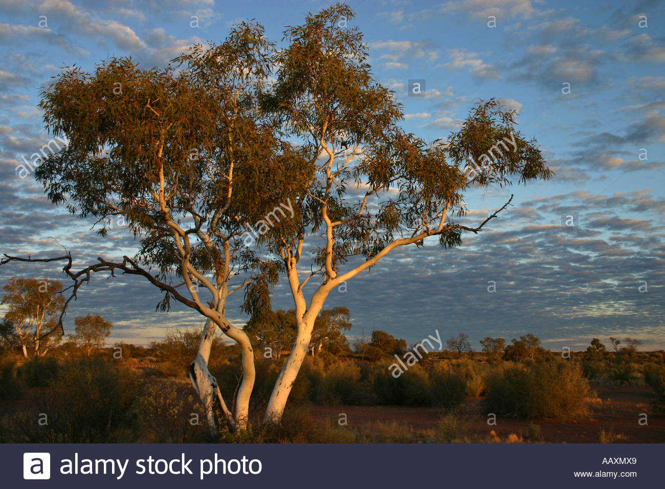 Gunbarrel Highway Australia Stockfotos & Gunbarrel Highway Australia