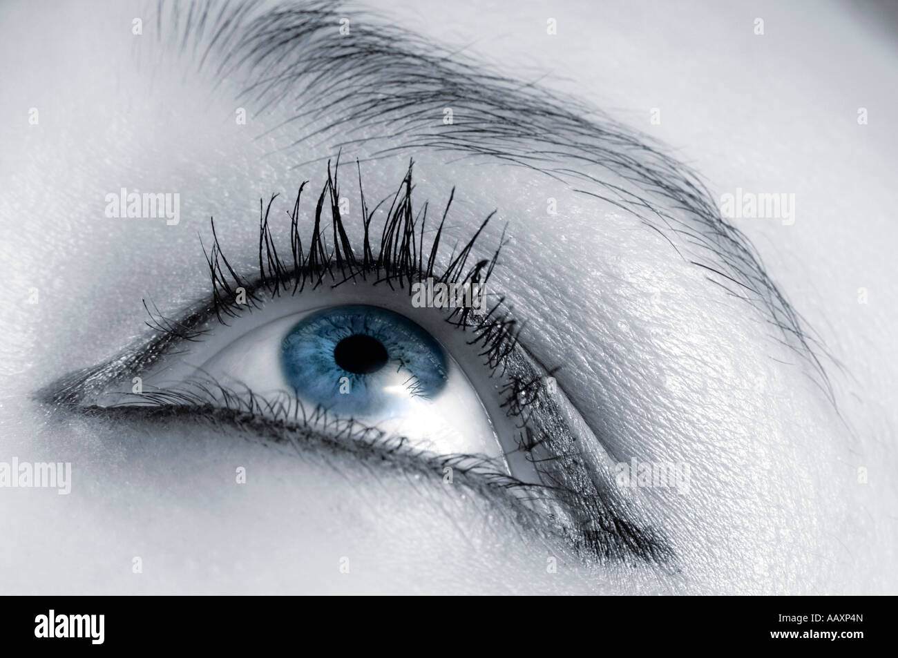 Blaue weibliche Auge Stockfoto