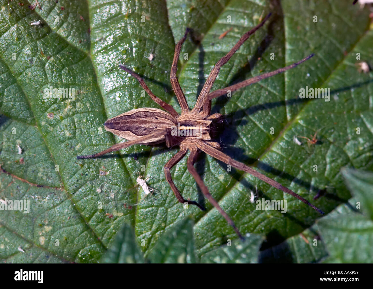 Eine Wolfspinne Pisaura Mirabilis auf ein Nesselblatt in Epping Forest London UK Stockfoto