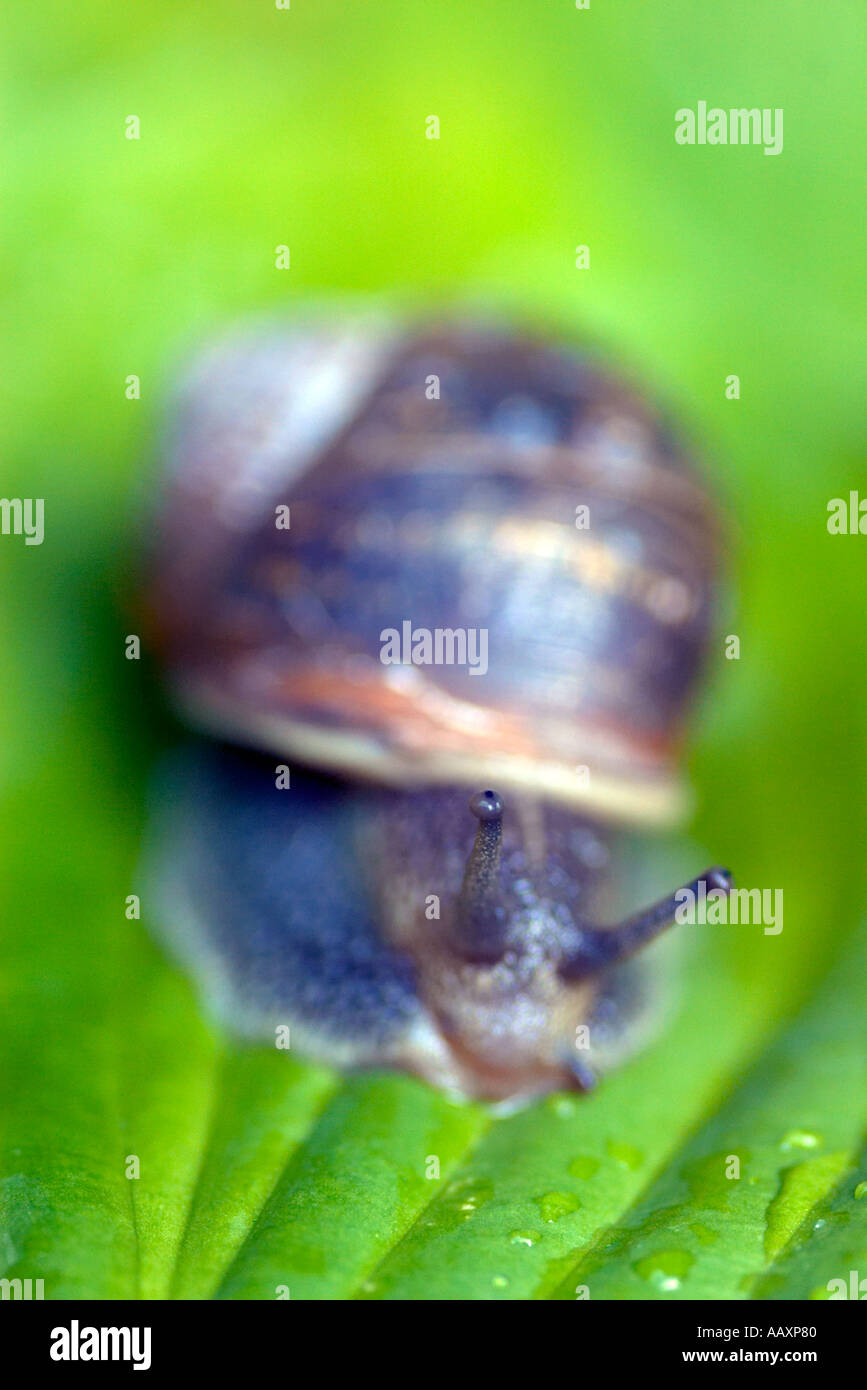 Gemeinsamer Garten Schnecke Helix Aspersa auf Hosta Blatt Stockfoto