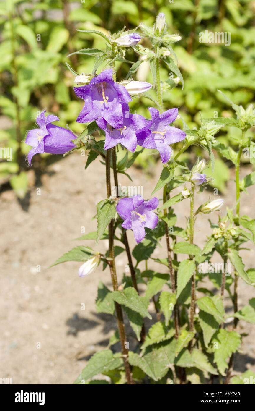 Blau violett Frühlingsblumen Glockenblume - Campanulaceae - Campanula Grossheimii, Europa, Asien Stockfoto
